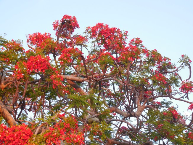 5-22-13 Gilchrist 042