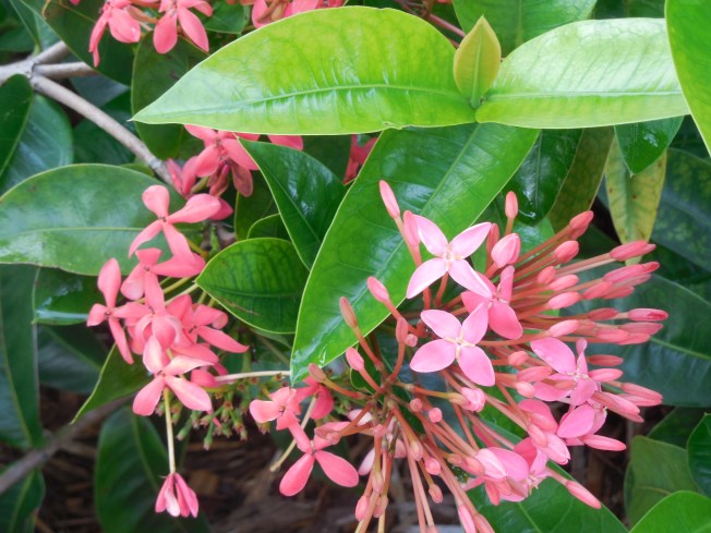 7-17-13 Calvary & Gilchrist 010