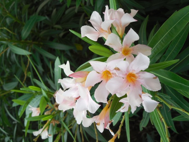 7-17-13 Calvary & Gilchrist 013