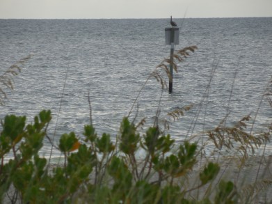 7-18-13 Englewood Beach 028