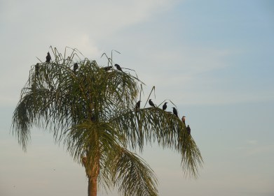 7-28-13 Golf Course 077