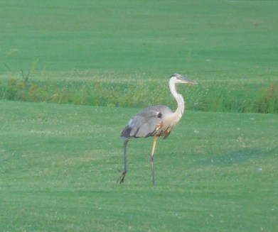 7-28-13 Golf Course 125