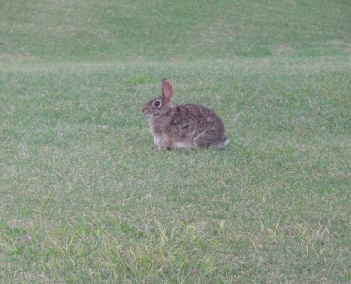7-28-13 Golf Course 157