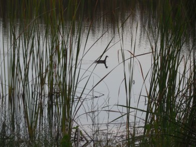 7-28-13 Golf Course 211