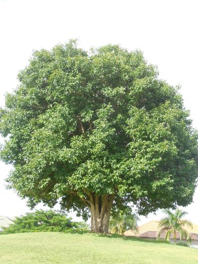 8-11-12 Golf Course 071