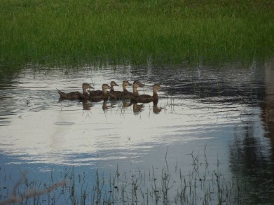 8-11-12 Golf Course 112