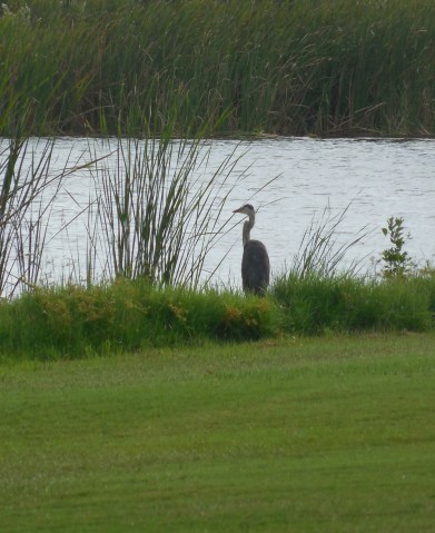 8-11-12 Golf Course 138