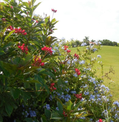 8-12-13 Golf Course across the St 016