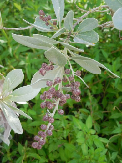 8-12-13 Golf Course across the St 024