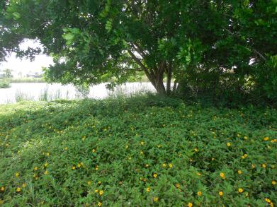 8-12-13 Golf Course across the St 066