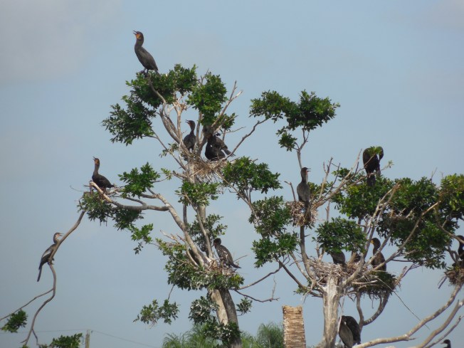 8-12-13 Golf Course across the St 117