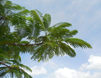 8-12-13 Golf Course across the St 151