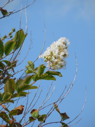 8-12-13 Golf Course across the St 154