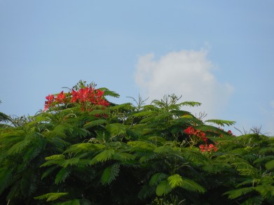 8-12-13 Golf Course across the St 162