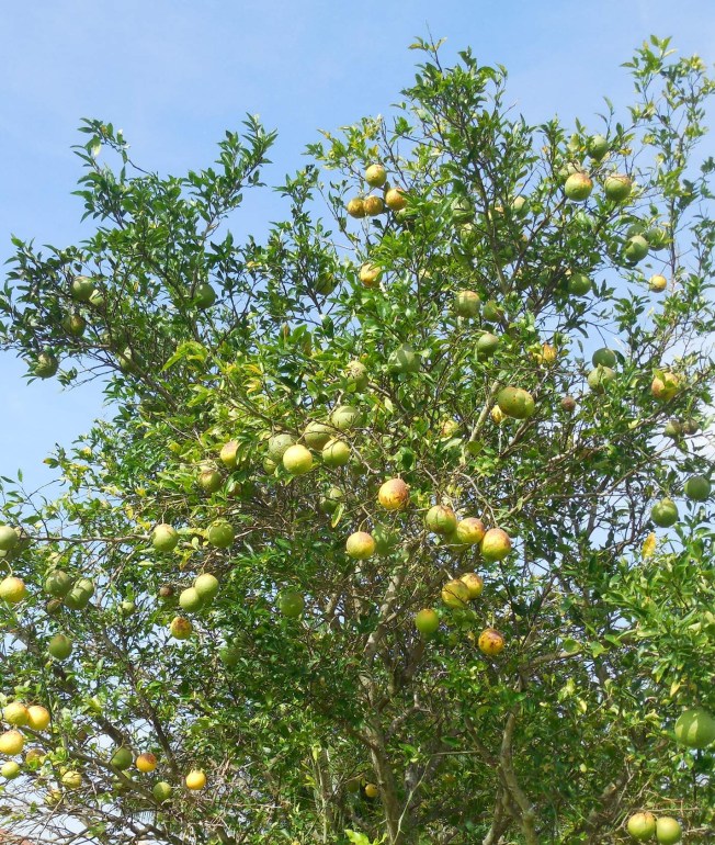 8-12-13 Golf Course across the St 168
