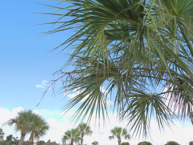 8-24-13 golf course 003