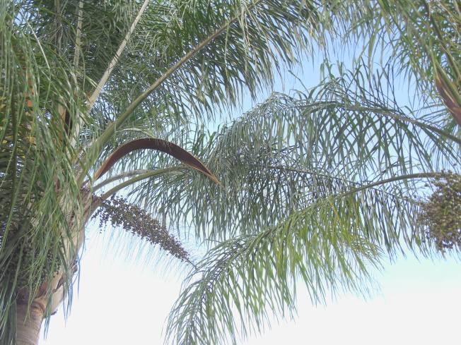 8-24-13 golf course 015