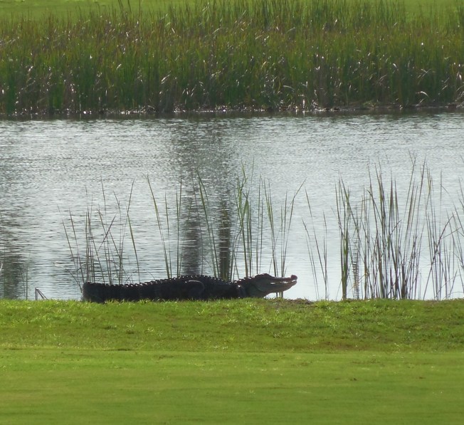 8-24-13 golf course 055