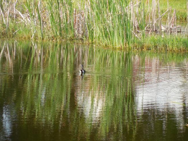 8-24-13 golf course 114
