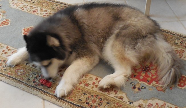 8-25-13 Casey's B-Day Dinner 007