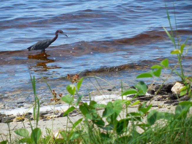 8-29-13 Port Charlotte Beach Club 101