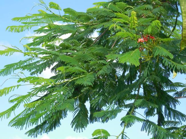 8-29-13 Port Charlotte Beach Club 133