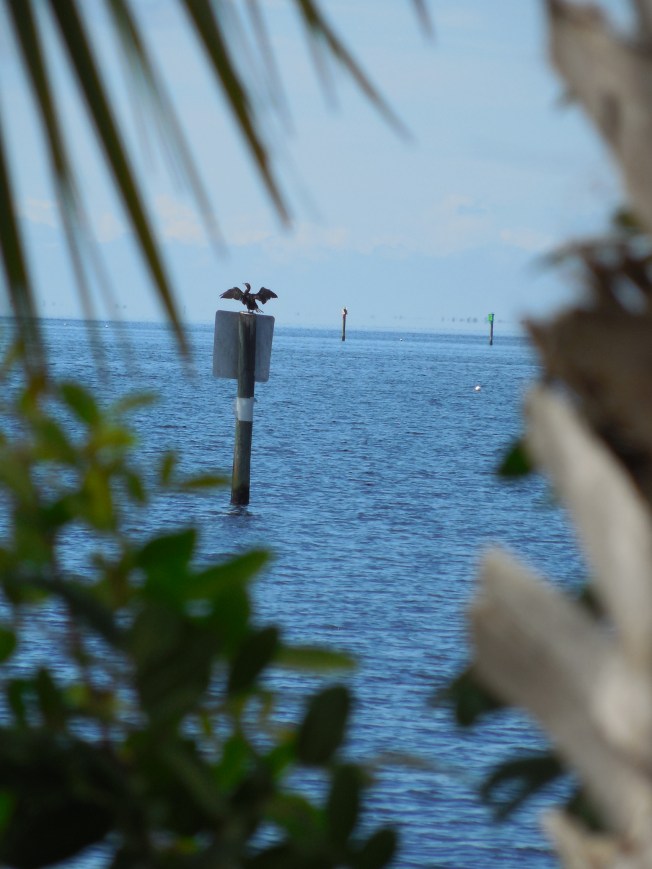 8-29-13 Port Charlotte Beach Club 143