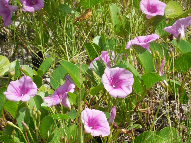 8-29-13 Port Charlotte Beach Club 204