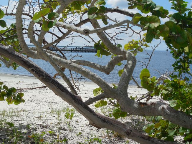 8-29-13 Port Charlotte Beach Club 250