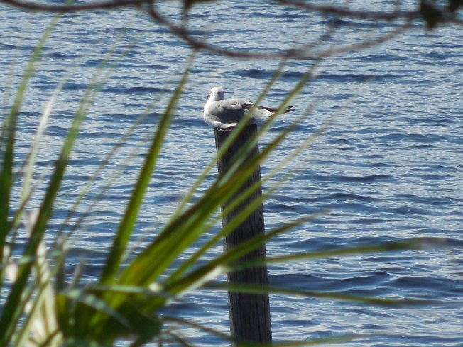 9-21-13 Gichrist Park 128