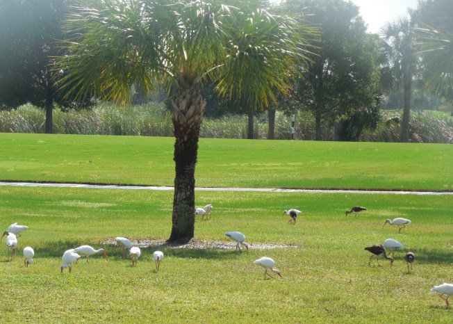 9-26-13 birds on golf course 012
