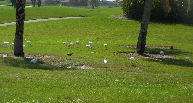 9-26-13 birds on golf course 013