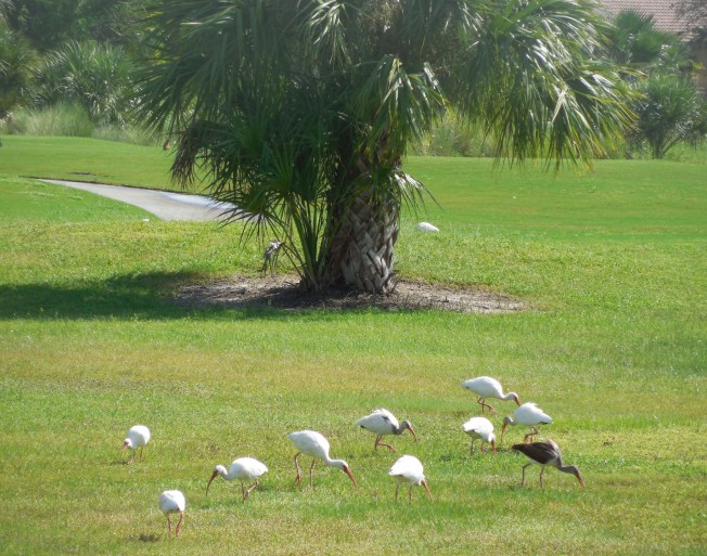 9-26-13 birds on golf course 018