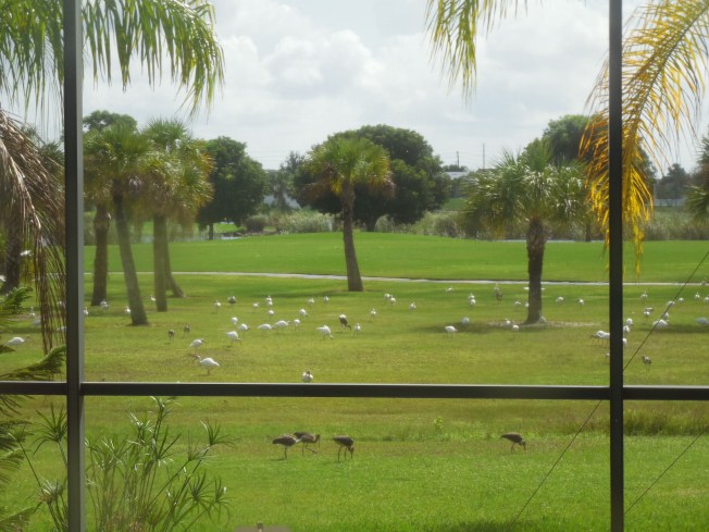 9-26-13 birds on golf course 022