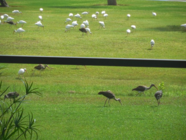 9-26-13 birds on golf course 026