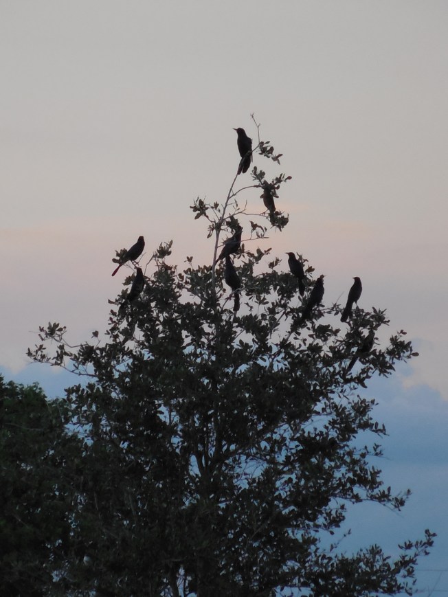 10-1-13 golf course-sunset 051