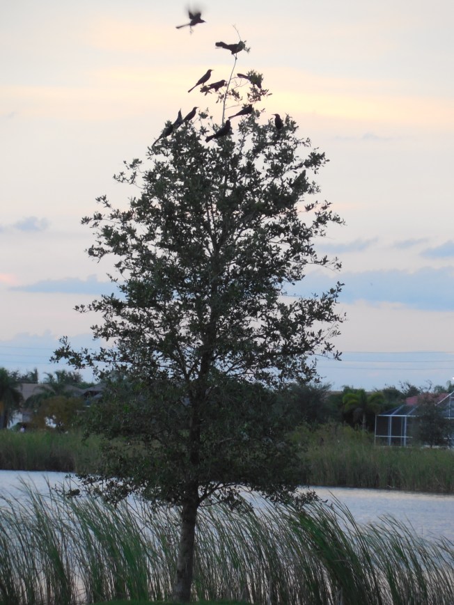 10-1-13 golf course-sunset 061