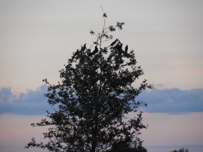 10-1-13 golf course-sunset 073