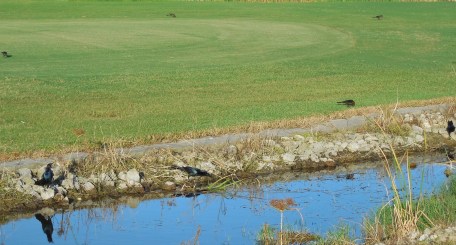 10-22-13 golf course 056