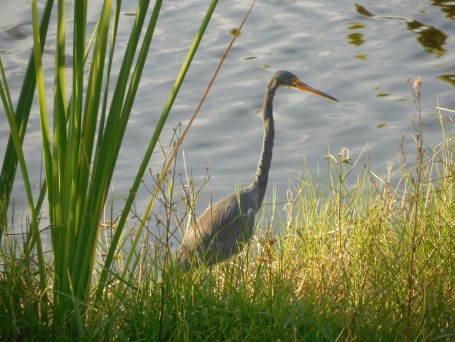 10-31-13 Golf Course 110