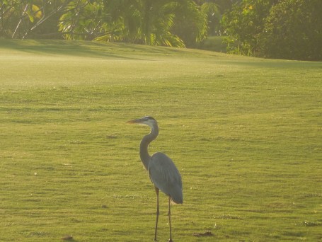 10-31-13 Golf Course 146