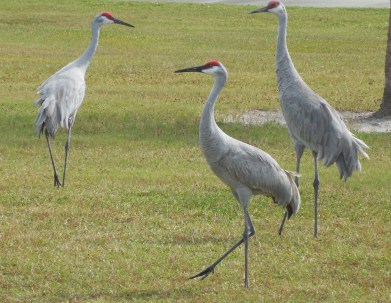 11-24-13 walk-Big birds 084