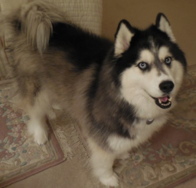 11-8-13 Onyx-Walk 010