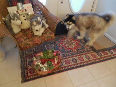 12-30-13 Audobon Wildlife Sanctuary 537