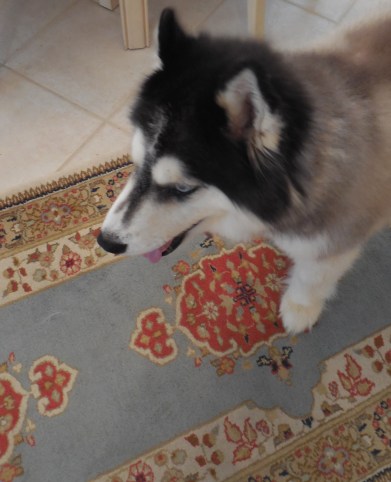 12-31-13 Lasagna 010