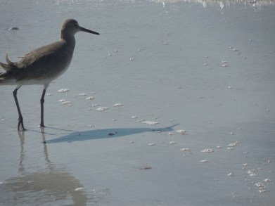 12-9-13-Palm Island 145