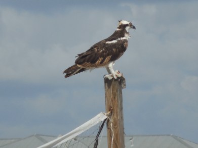 12-9-13-Palm Island 213