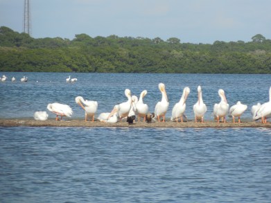 12-9-13-Palm Island 302
