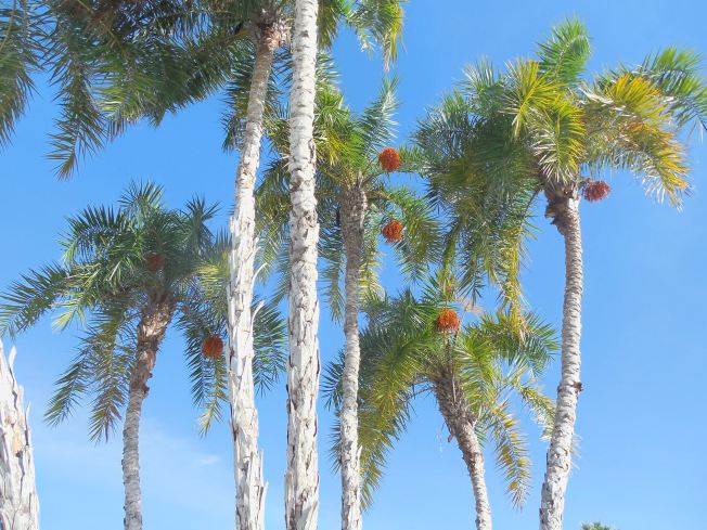 12-9-13-Palm Island 334