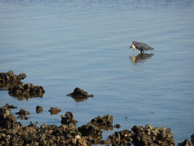 3-12-14 to 3-13-14 Lunch and Harbor Beach 068